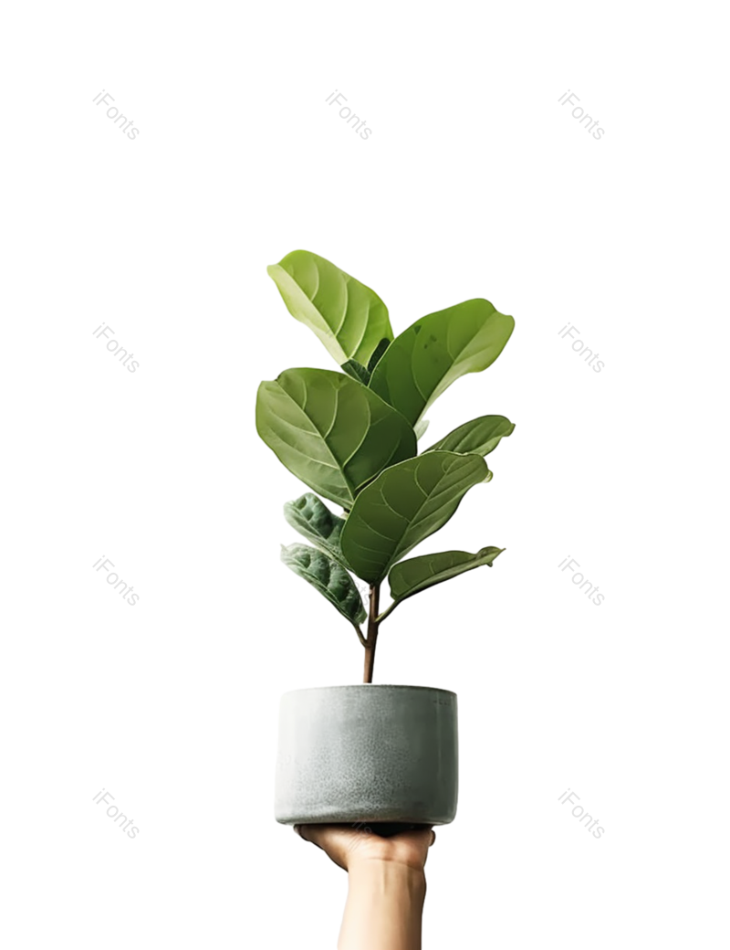 叶子图片,装饰元素,摄影PNG,白色免抠素材